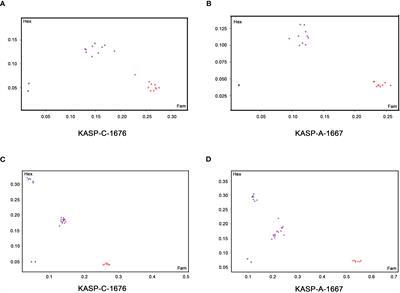 Development and validation of functional kompetitive allele-specific PCR markers for herbicide resistance in Brassica napus